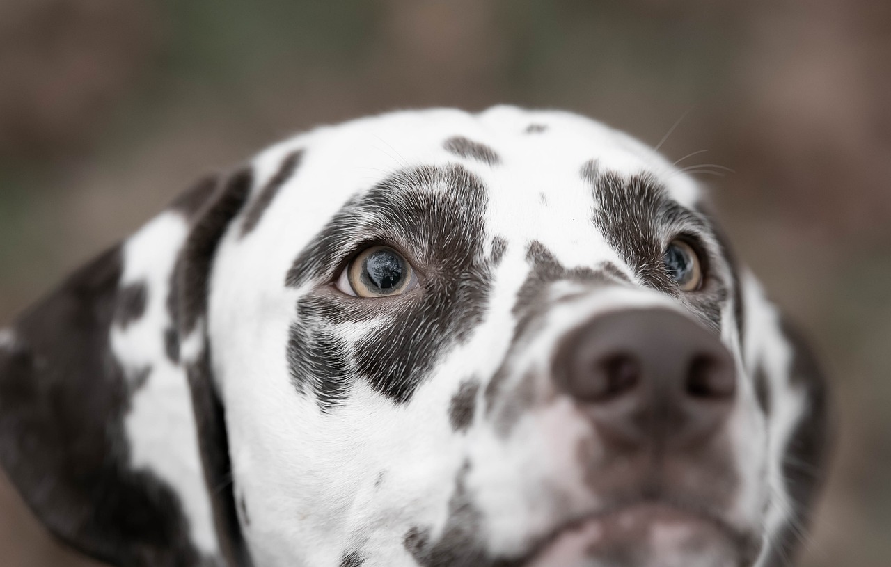 How to Use Training Collars Responsibly